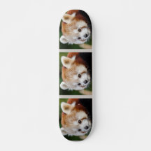 Panda rouge animal mignon