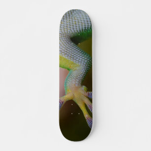Skateboard Patinage Gecko pour garçon