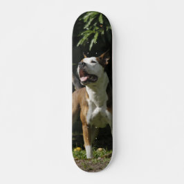 Skateboard Patineta Pitbull Marrón Y Blanco Observando