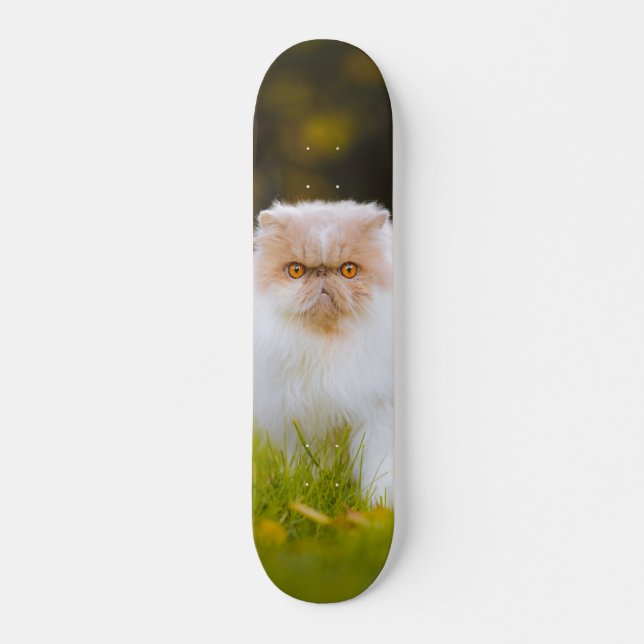 Skateboard Peludo gato persa observando (Vorne)