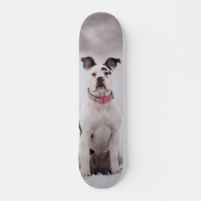 Skateboard Perro Boxer sentado en la nieve (Vorne)
