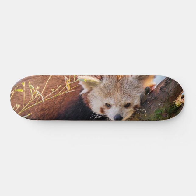 Skateboard Petit panda rouge pâle (Horz)