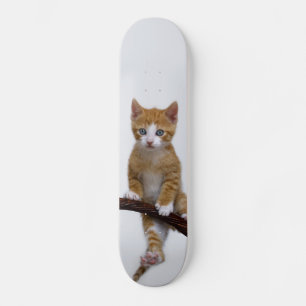 Skateboard Photo drôle de gymnase de bébé de chaton mignon