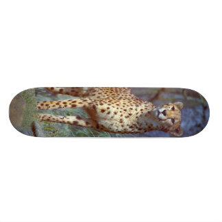 Skateboard Planche à roulettes de guépard