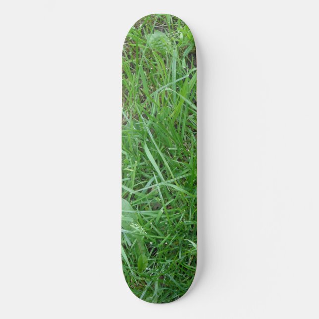 Skateboard Planche à voile (Recto)