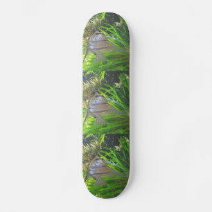 Skateboard Poisson Angel