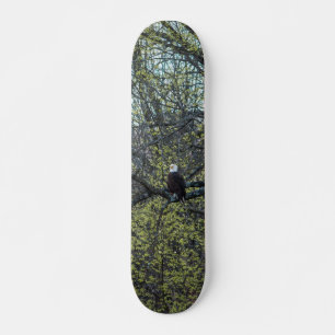 Skateboard Sensibilisation aux aigles