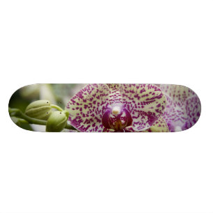 Skateboard Singapour (Sanskrit pour Lion City). National