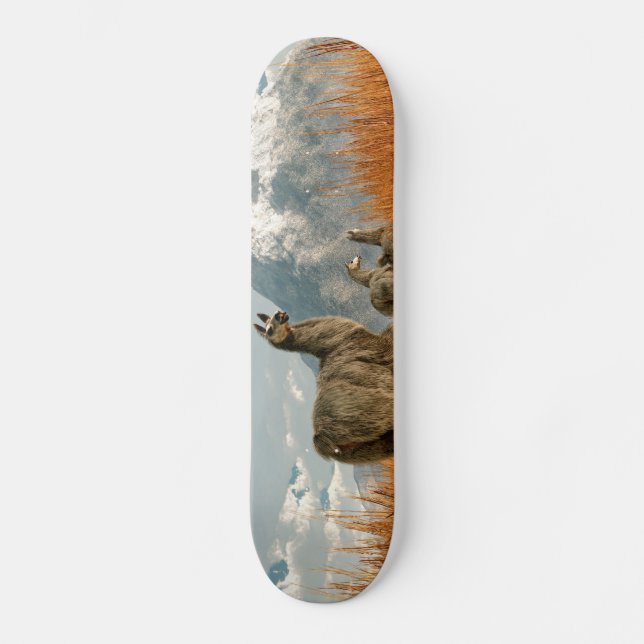 Skateboard Suivez le lama (Recto)