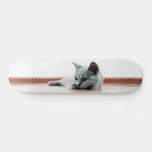 Skateboard Super mignon Scottish Fold Kitten Chat