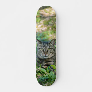 Skateboard Tabla de Skate Gato Gris Atigrado en un Prado