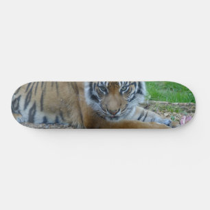 Skateboard Tiger Gaze