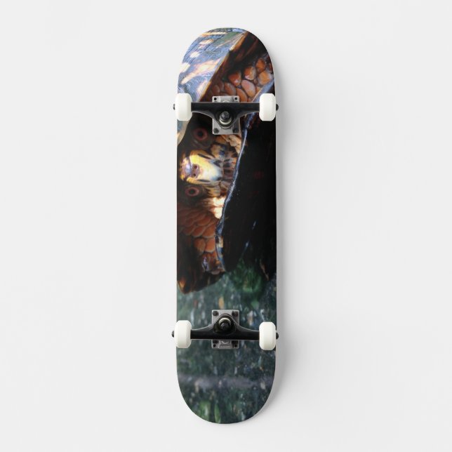 Skateboard Tortue (Recto)