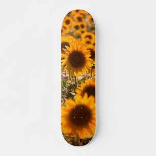 Skateboard Tournesols