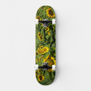 Skateboard WA, comté de Kittitas, champ de tournesols