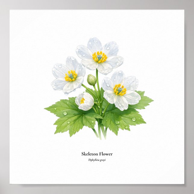 Skeleton-Blumen-Botanische Illustration – Kunstdru Poster (Vorne)