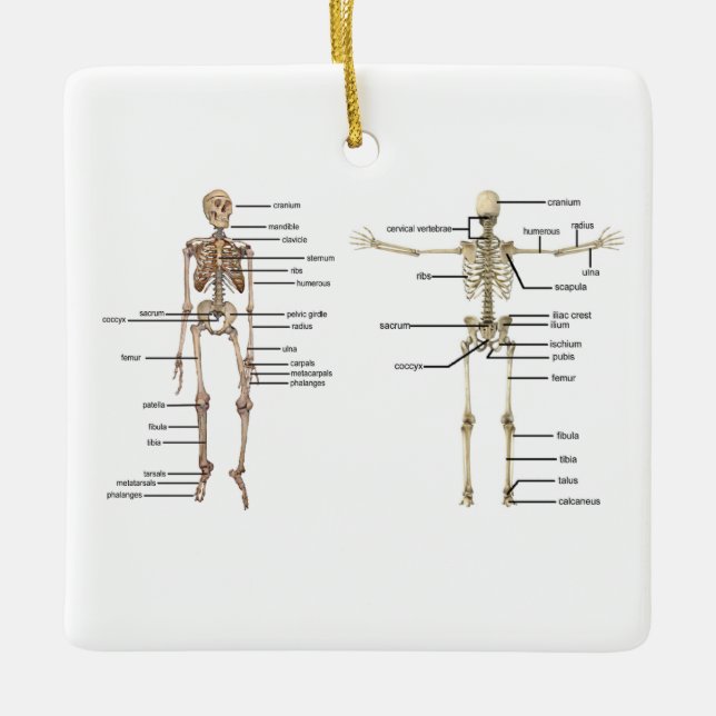Skeleton medizinisches Diagramm der menschlichen Keramikornament (Vorderseite)