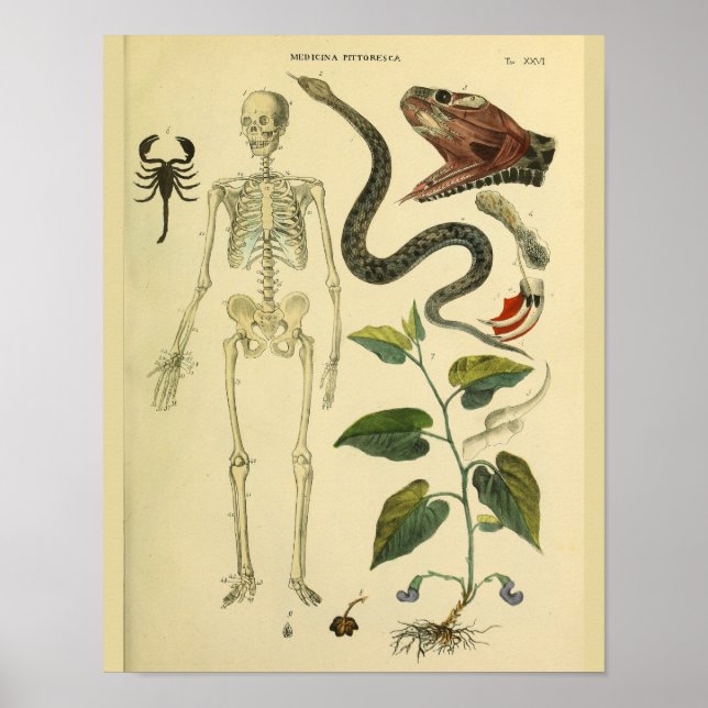 Skeleton Schlange Skorpion Medizinische Anatomie K Poster (Vorne)