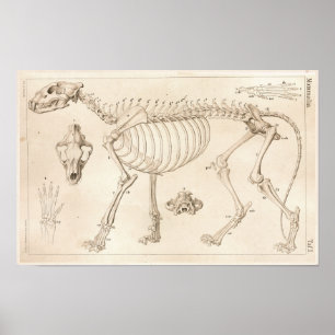 Skelett des Löwen Veterinär Anatomie Druck Poster