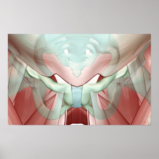 Skelett des Pelvis 2 Poster (Vorne)