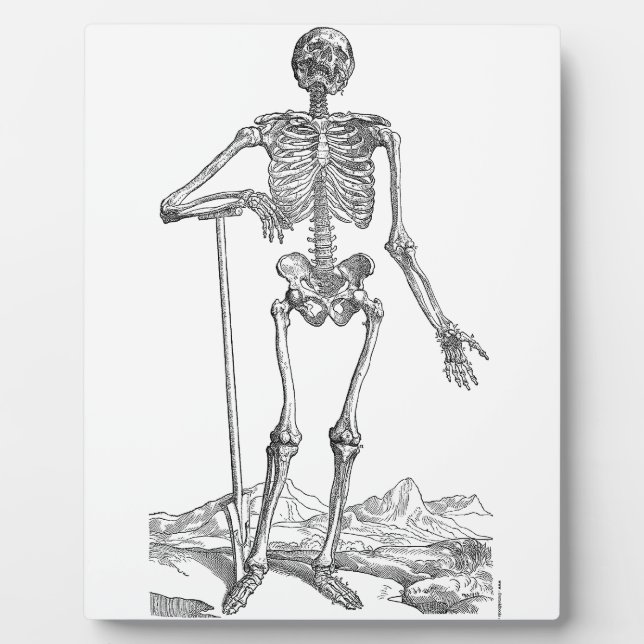 Skelett Fotoplatte (Vorderseite)