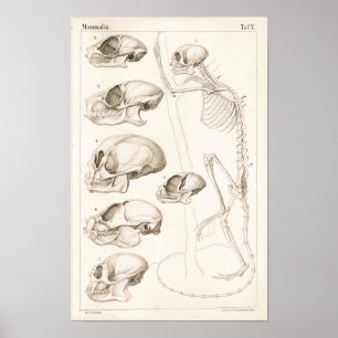 Skelett-Schädel-Affen Veterinär-Anatomie-Druck Poster
