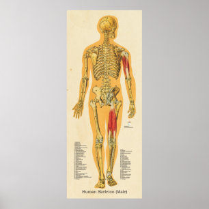 Skelettanatomie männliche Knochen Poster