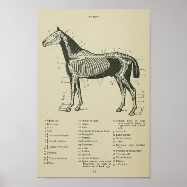 Skelettanatomie Poster (Vorne)