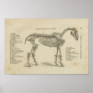 Skelettanatomie Poster