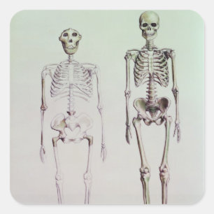 Skelette von Australopithecus Boisei Quadratischer Aufkleber