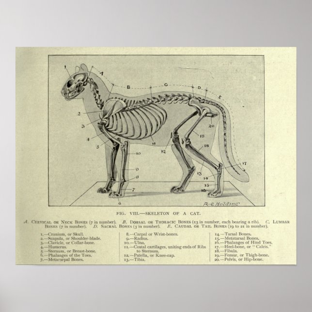 Skelettkatzenanatomie Poster (Vorne)