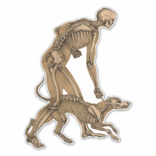 Skelettkunst Mensch und Hund Anatomie menschlicher Aufkleber