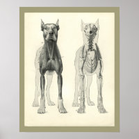Skelettmuskelanatomie des Hundes Druck