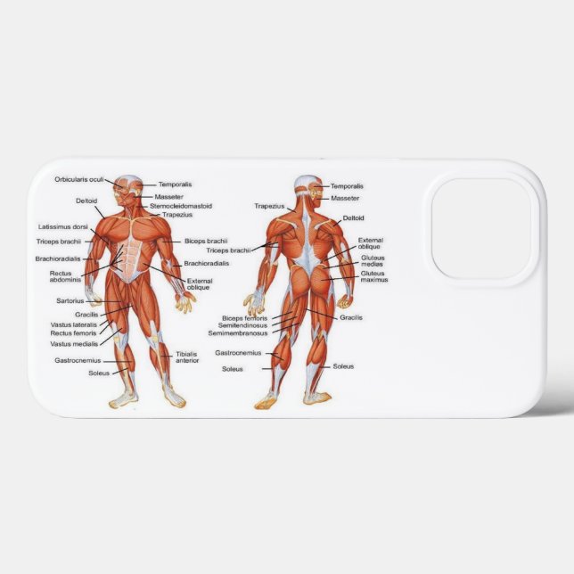 Skelettmuskeldiagramme - Medikamente101 Case-Mate iPhone Hülle (Rückseite (Horizontal))
