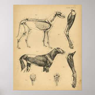 Skelettmuskeln des Hundes Anatomie 1908 Vintag dru Poster