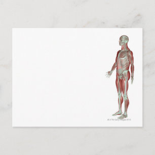 Skelettmuskulatur 11 postkarte