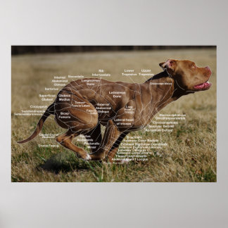 Skelettmuskulatur Poster