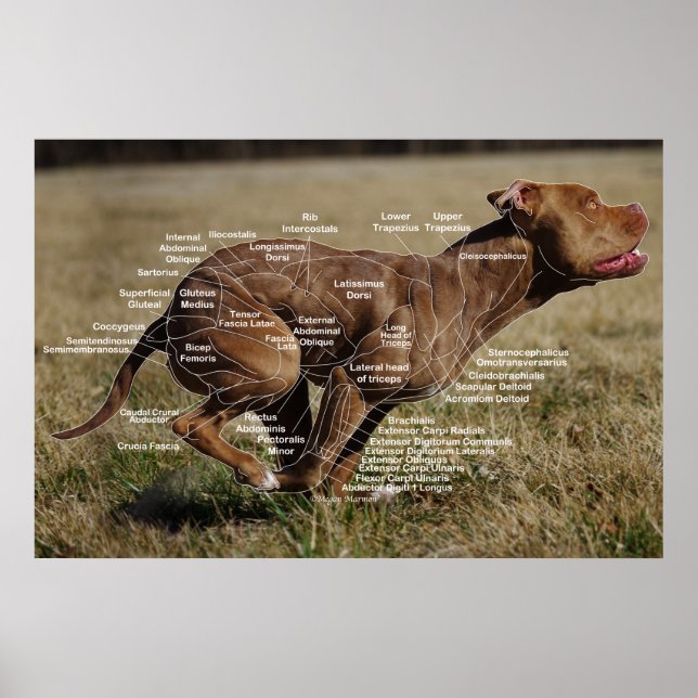 Skelettmuskulatur Poster (Vorne)