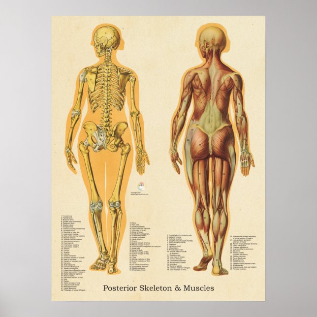 Skelettmuskulatur Skelettanatomie Abbildung weibli Poster (Vorne)