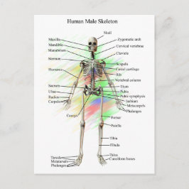 Skeletton Postkarte