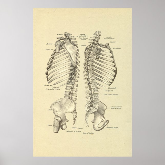 Skelettquerschnitt der Wirbelsäule Poster (Vorne)