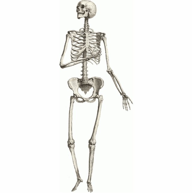 Skeletts Cutout Magnet 2x3 Fotoskulptur Magnet (Vorne)