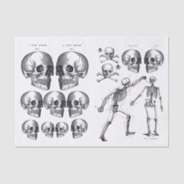 Skelettschädel Skulls Knochen Decoupage Collage Ti Seidenpapier