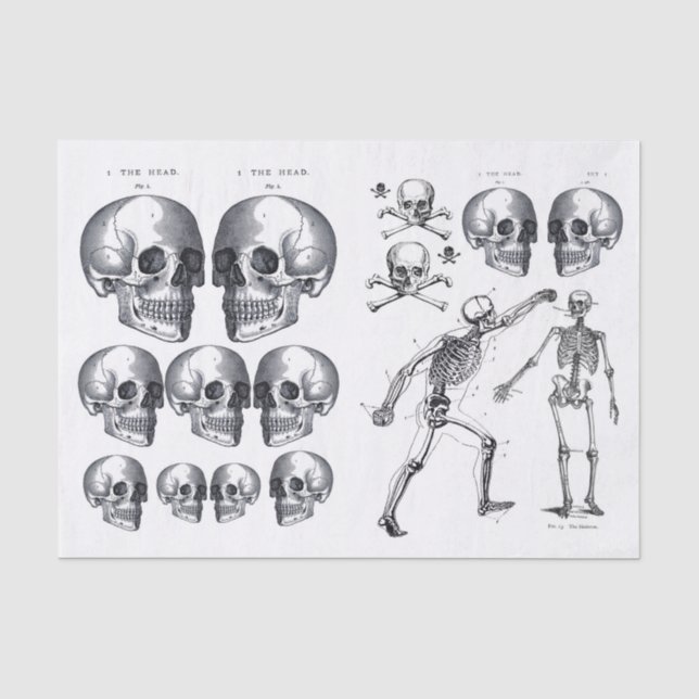 Skelettschädel Skulls Knochen Decoupage Collage Ti Seidenpapier (Vorderseite)