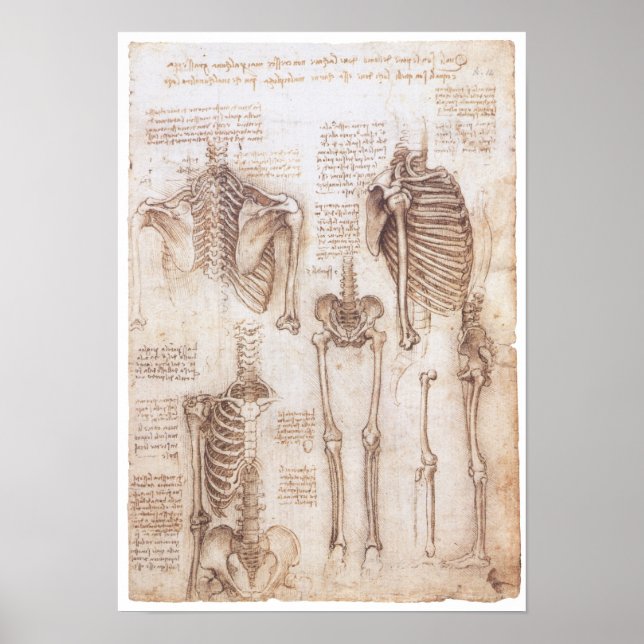Skelettstudien, Leonardo Da Vinci, 1510 Poster (Vorne)