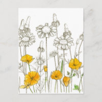 Sketch der Wildblume California Poppy
