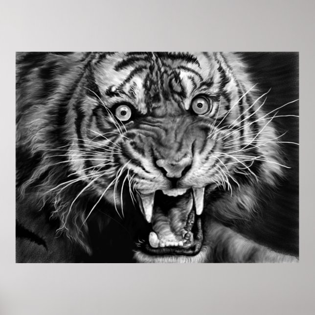 Sketch of a wild tiger in black and whiteblack,whi poster (Vorne)