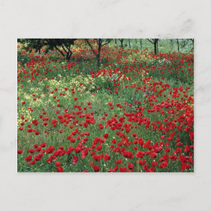Skiathos, Griechenland Postkarte