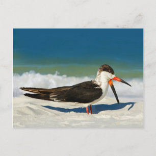 Skimmer Bird at the Beach Carte postale