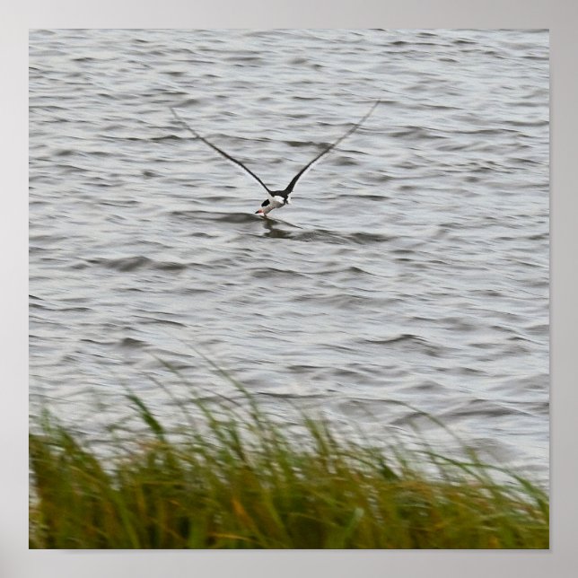 Skimmer Bird Foto Poster (Vorne)